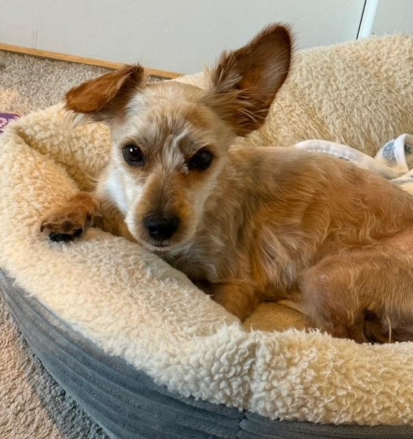 Timmy, ADOPTABLE, Adult Male Yorkshire Terrier.
