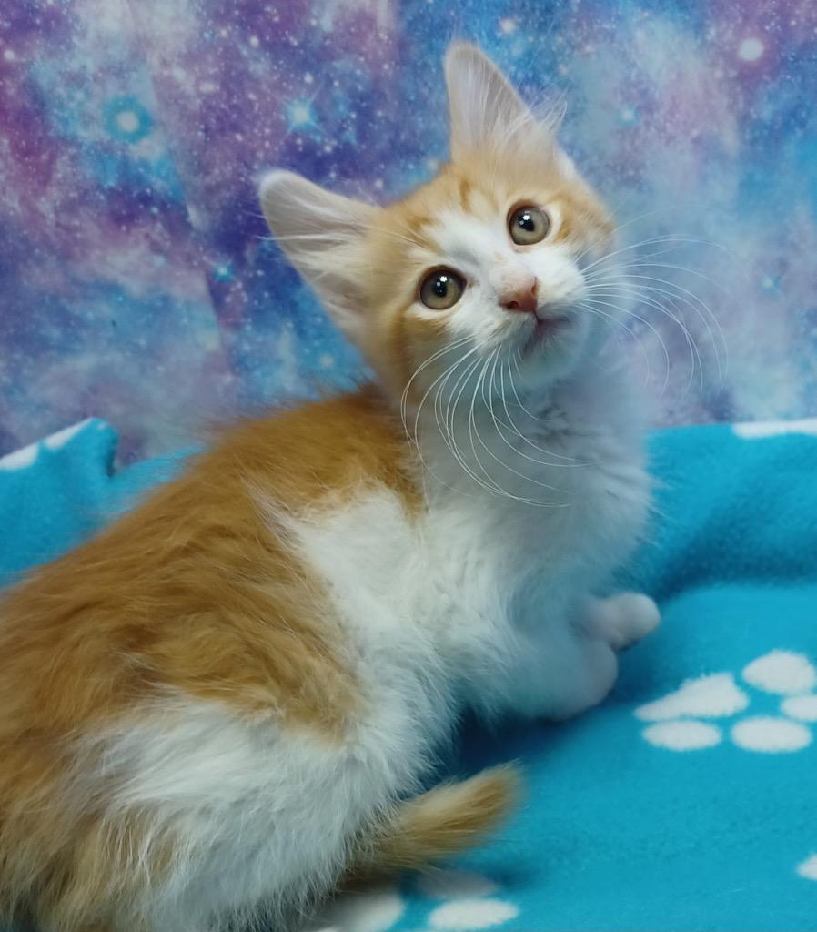 Nathan, a Adoptable mixed breed in Washington Court House, OH image 1/2