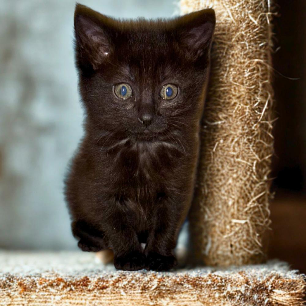 Enlarge Twisted Fork, a ADOPTABLE Domestic Short Hair in Dallas, TX image 1/3