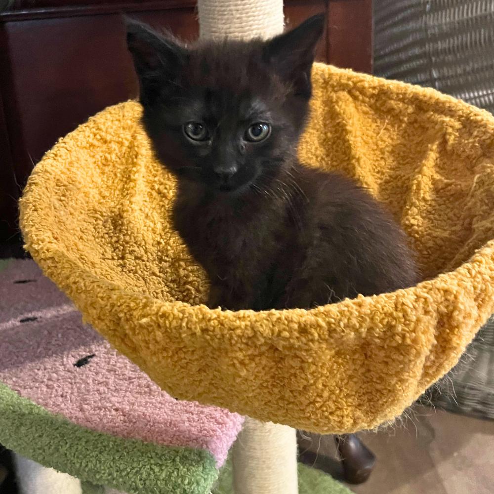 Enlarge Twisted Fork, a ADOPTABLE Domestic Short Hair in Dallas, TX image 2/3