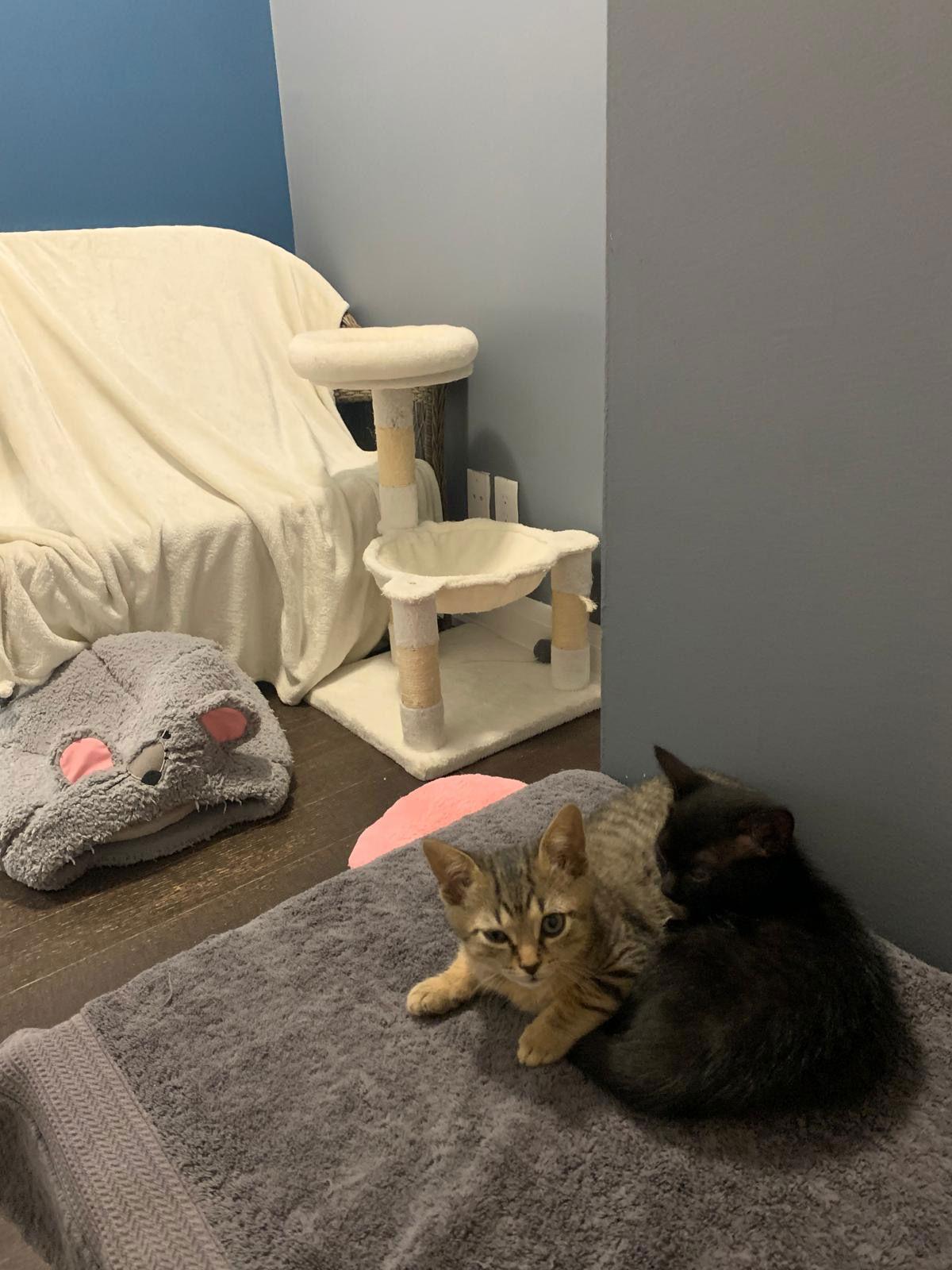 Skye, Adopted, Young Male Domestic Short Hair.