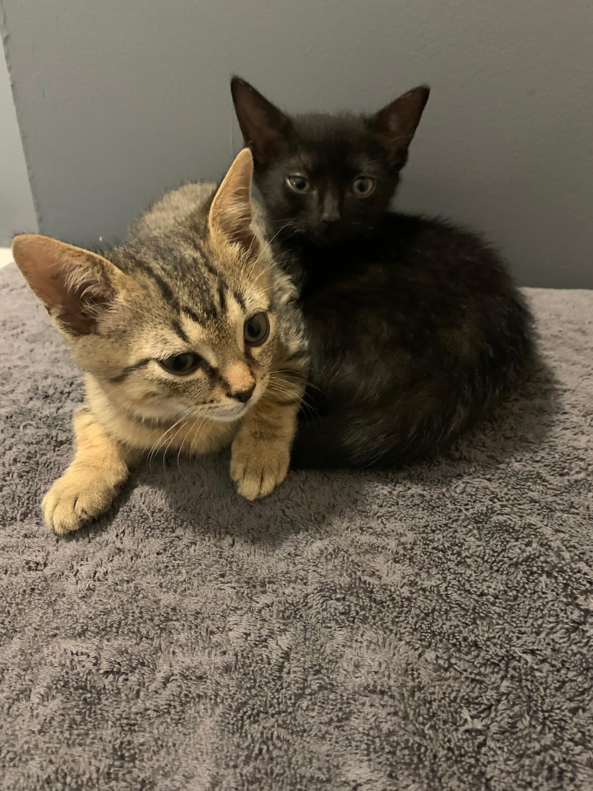 Skye, a Adopted Domestic Short Hair in Markham, ON image 2/2