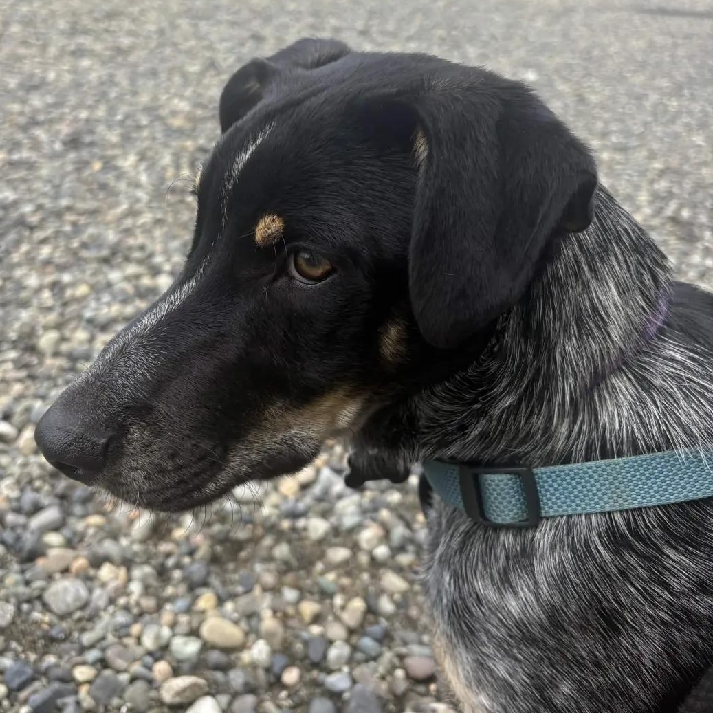 Milo (Pierce County, WA), a Adoptable mixed breed in Gig Harbor, WA image 3/6