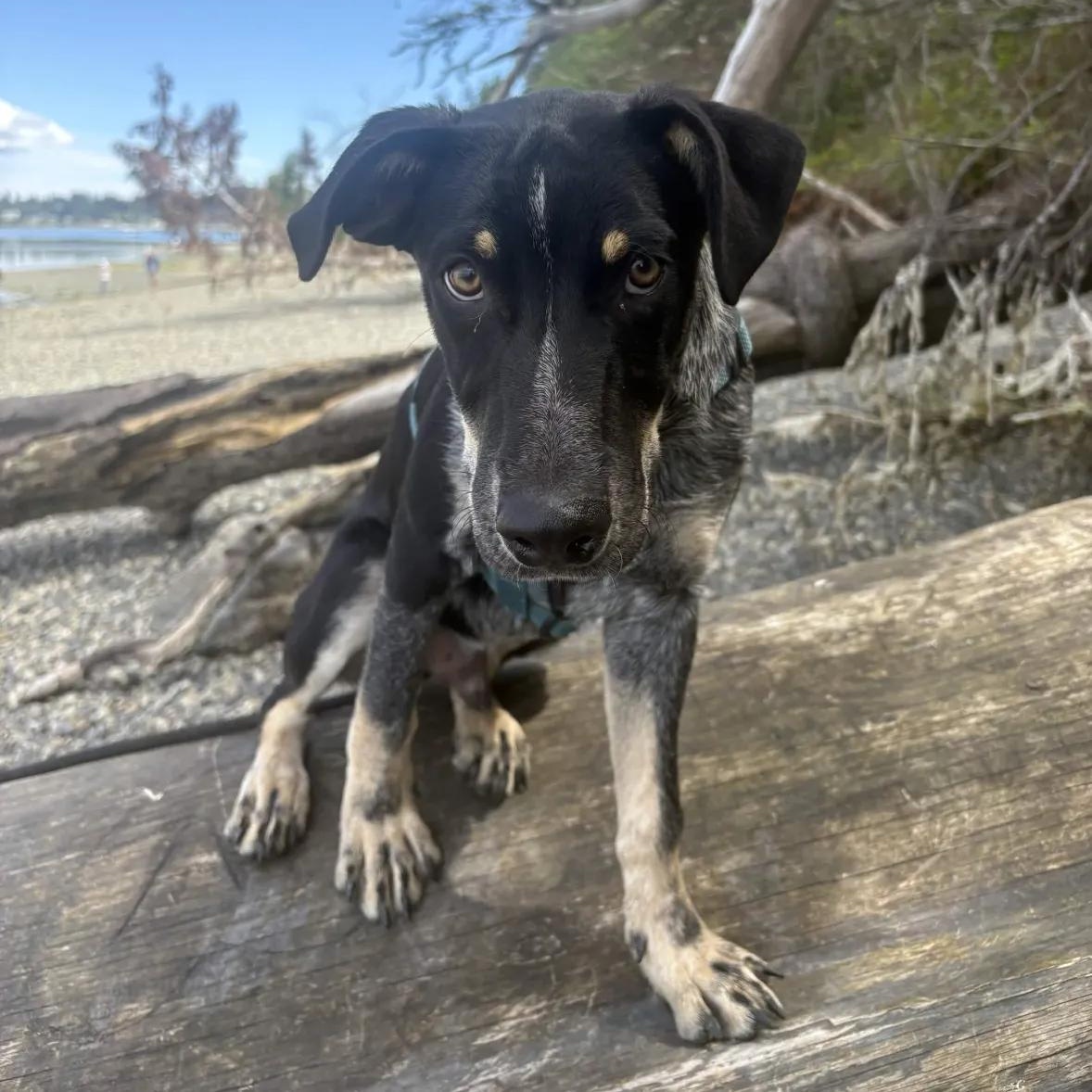Milo (Pierce County, WA), a Adoptable mixed breed in Gig Harbor, WA image 1/6