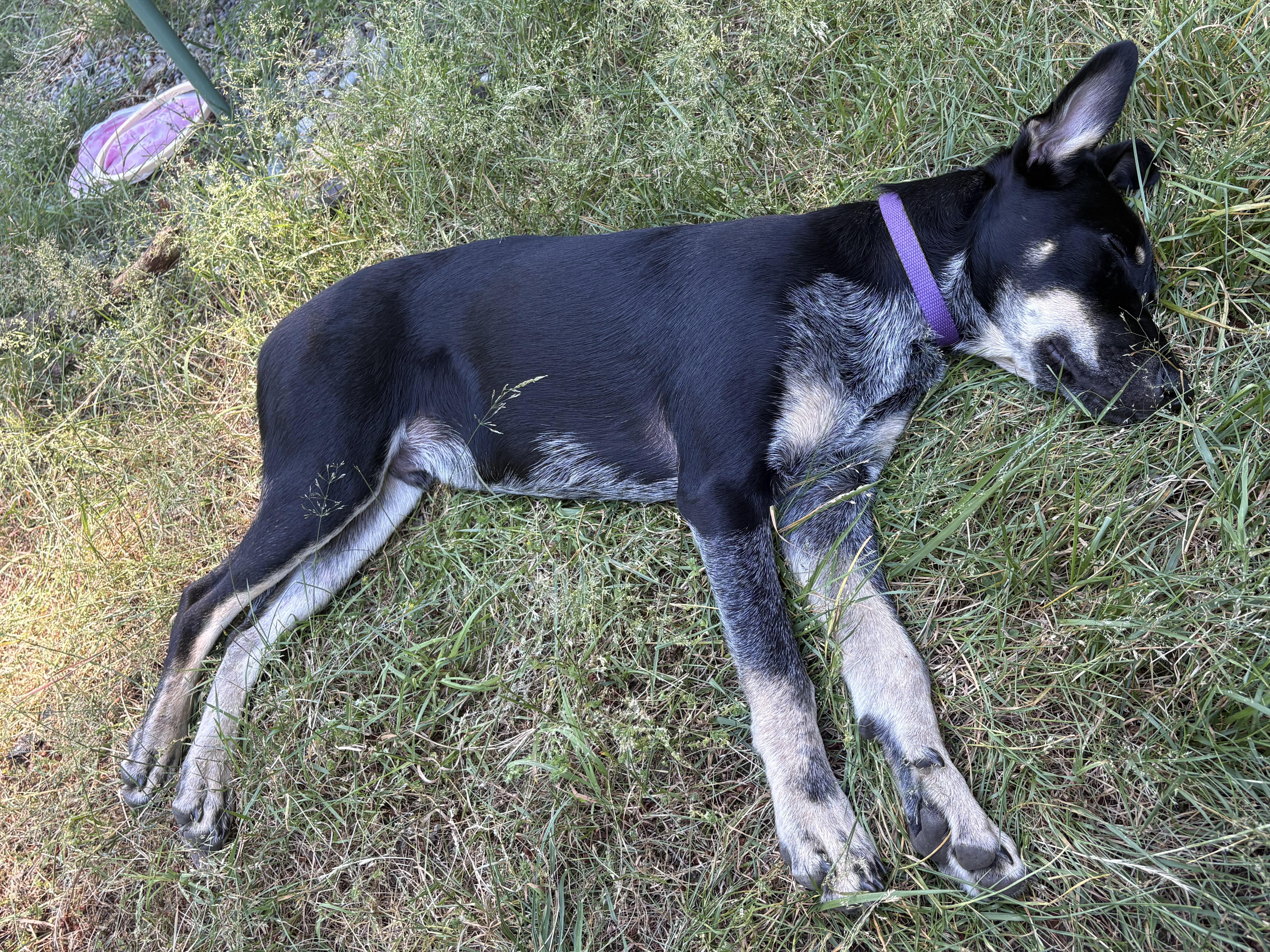 Milo (Pierce County, WA), a Adoptable mixed breed in Gig Harbor, WA image 2/6