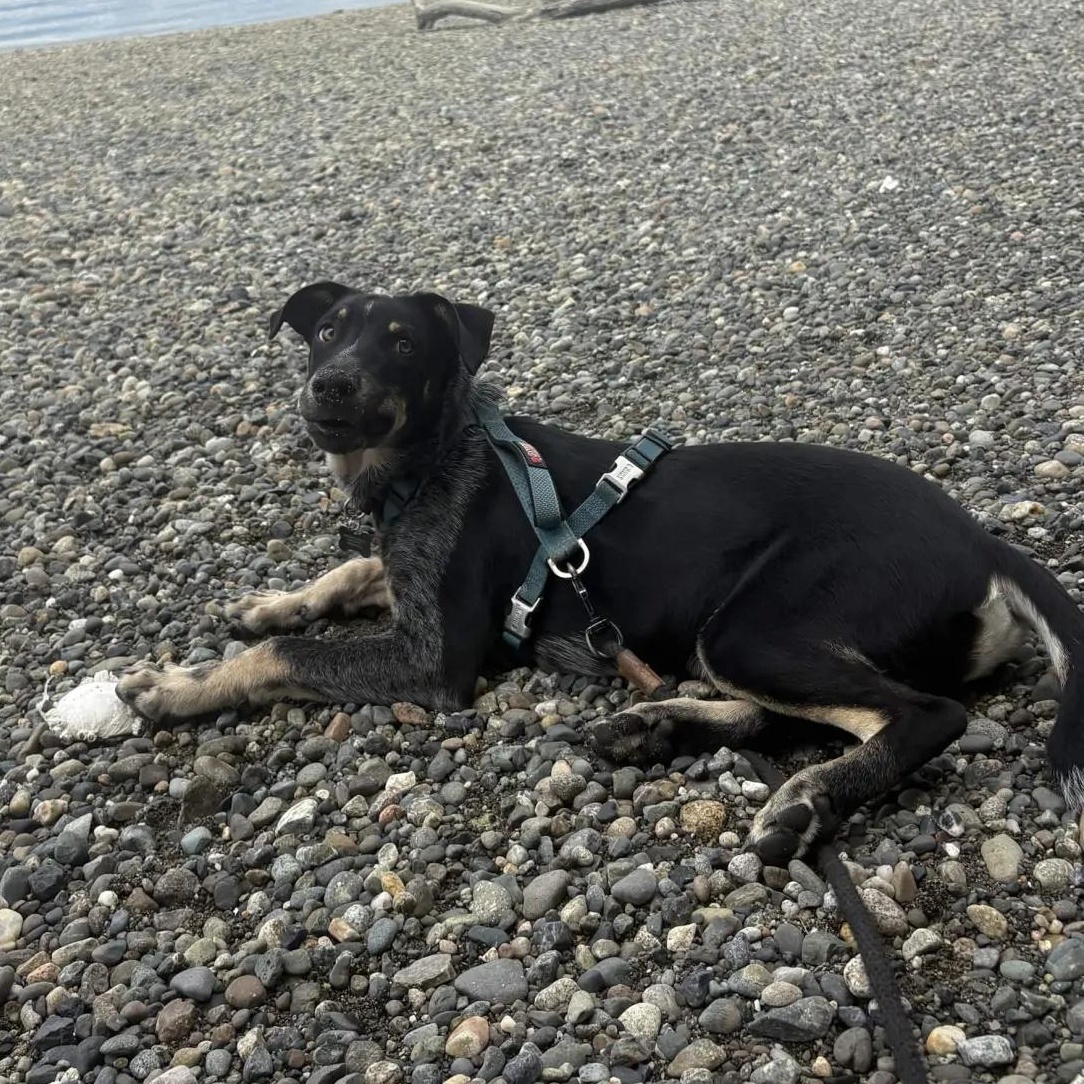 Milo (Pierce County, WA), a Adoptable mixed breed in Gig Harbor, WA image 5/6