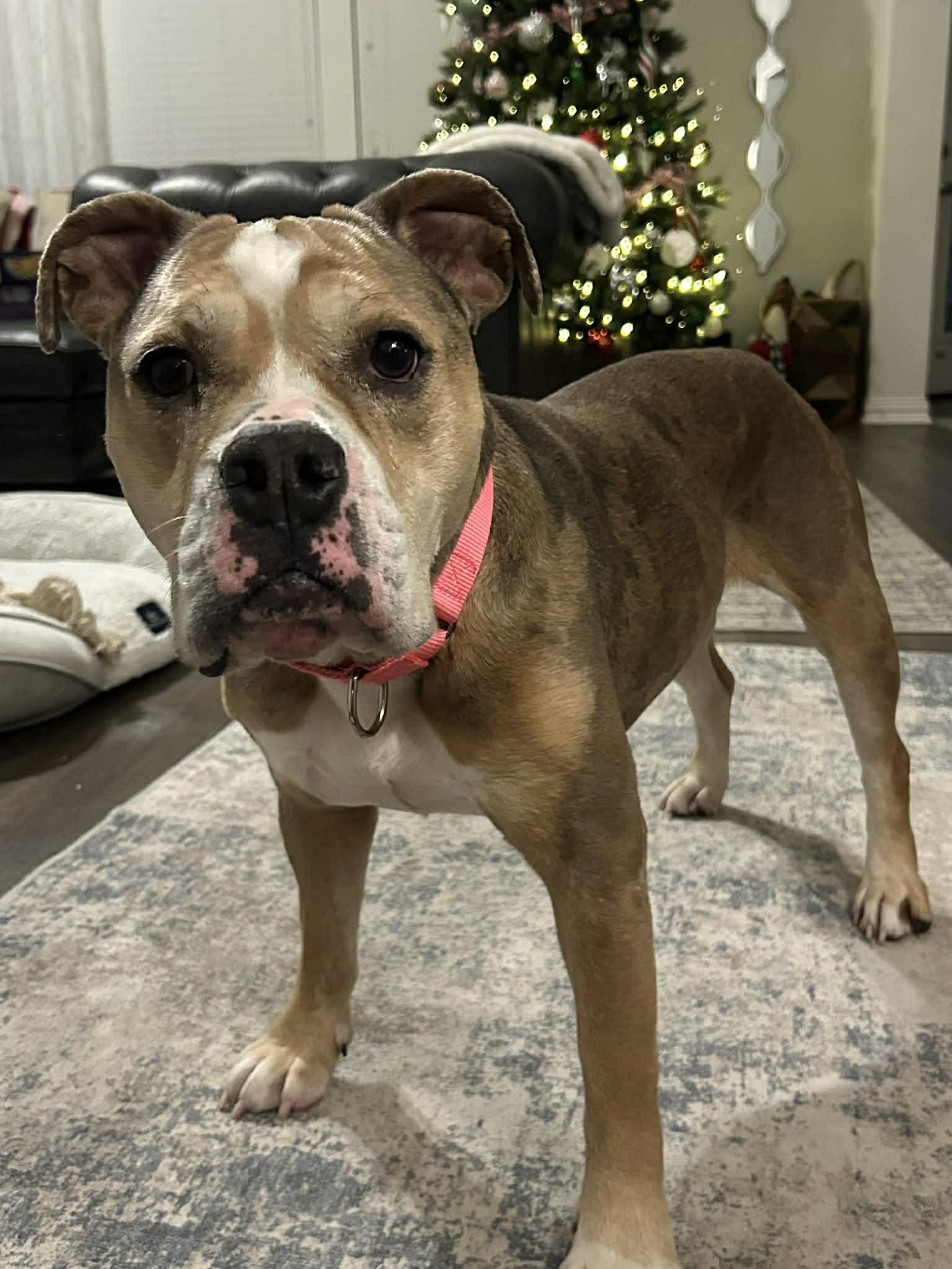 Enlarge Maise, a ADOPTABLE mixed breed in Littleton, CO image 2/2