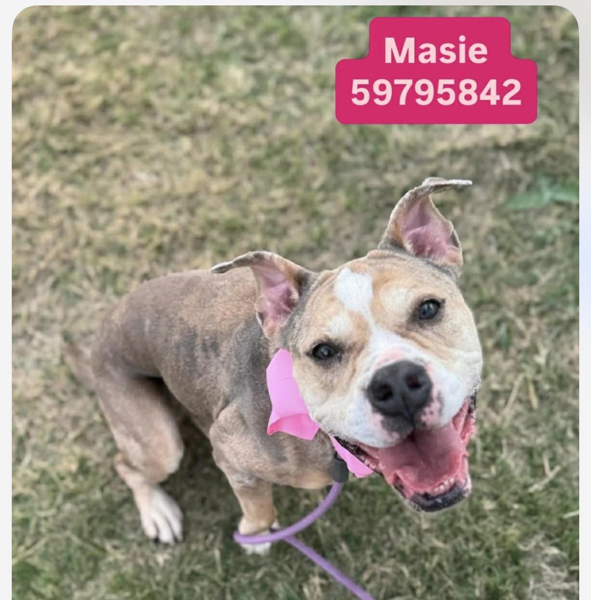 Maise, ADOPTABLE, Young Female Pit Bull Terrier.