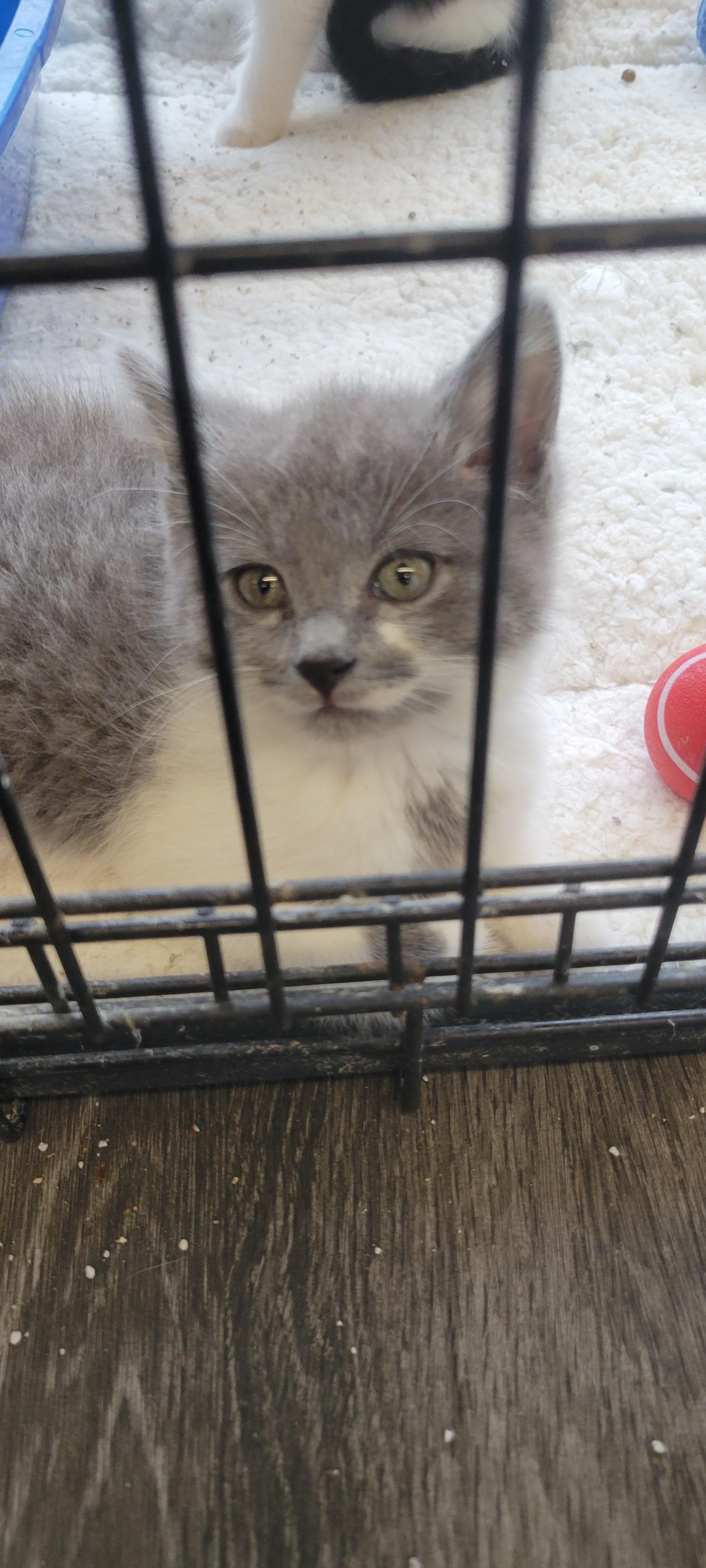 Enlarge Lilly, an adopted mixed breed in Racine, WI image 1/2