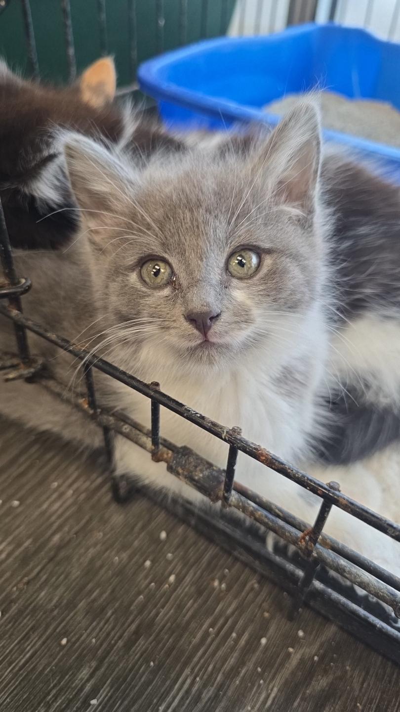 Enlarge Lilly, an adopted mixed breed in Racine, WI image 2/2