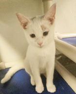 Clementine thumbnail 3