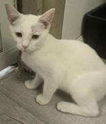 Clementine thumbnail 4