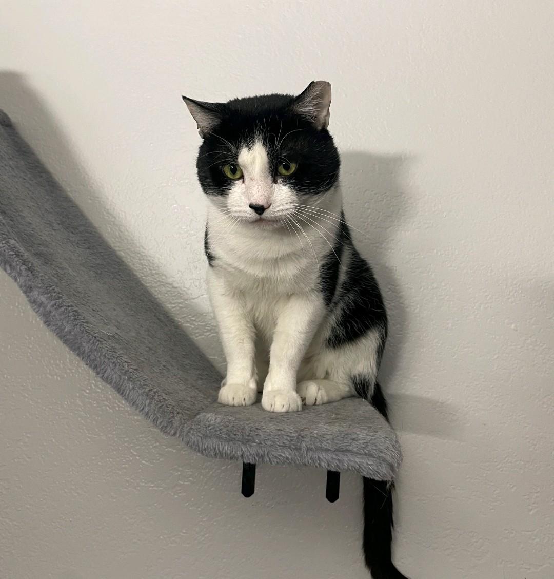 Hercules, a Adoptable Domestic Short Hair in Reno, NV image 1/3
