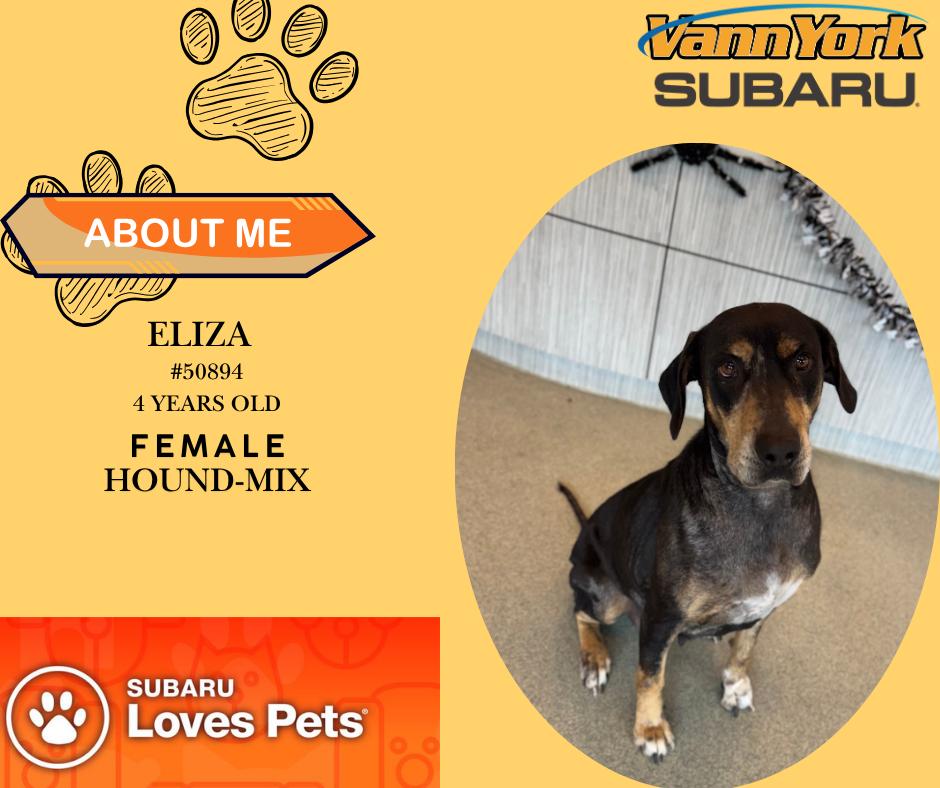 Eliza, Adoptable, Adult Female Hound.