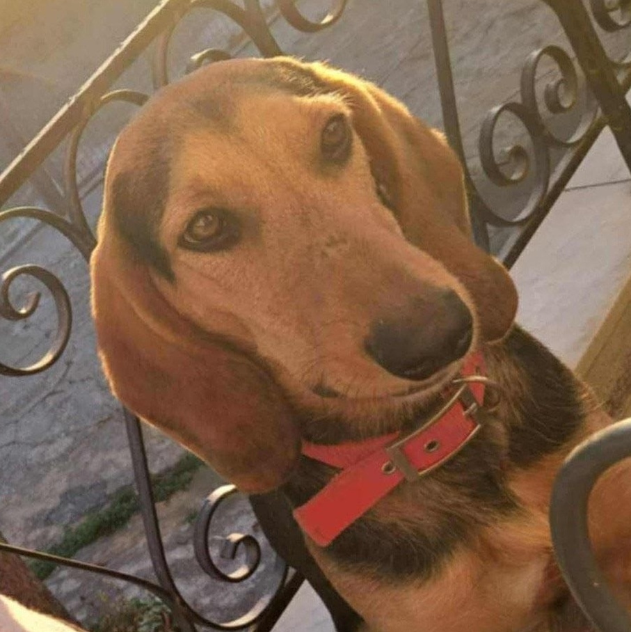 Mario, Adoptable, Adult Male Hound.