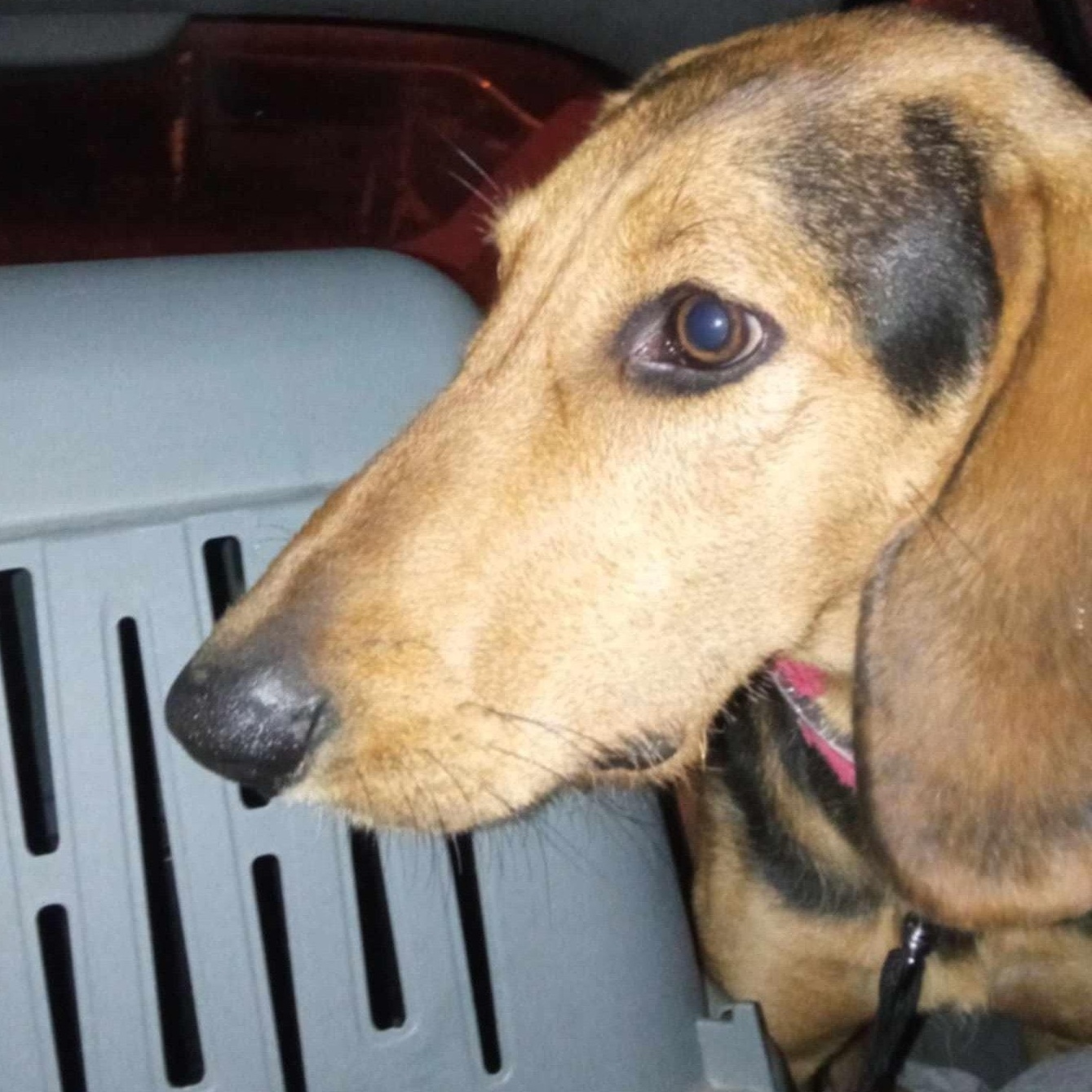 Mario, Adoptable, Adult Male Hound.