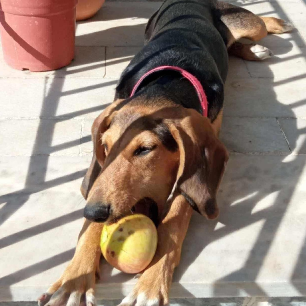 Enlarge Mario, a Adoptable mixed breed in Scarborough, ON image 3/5