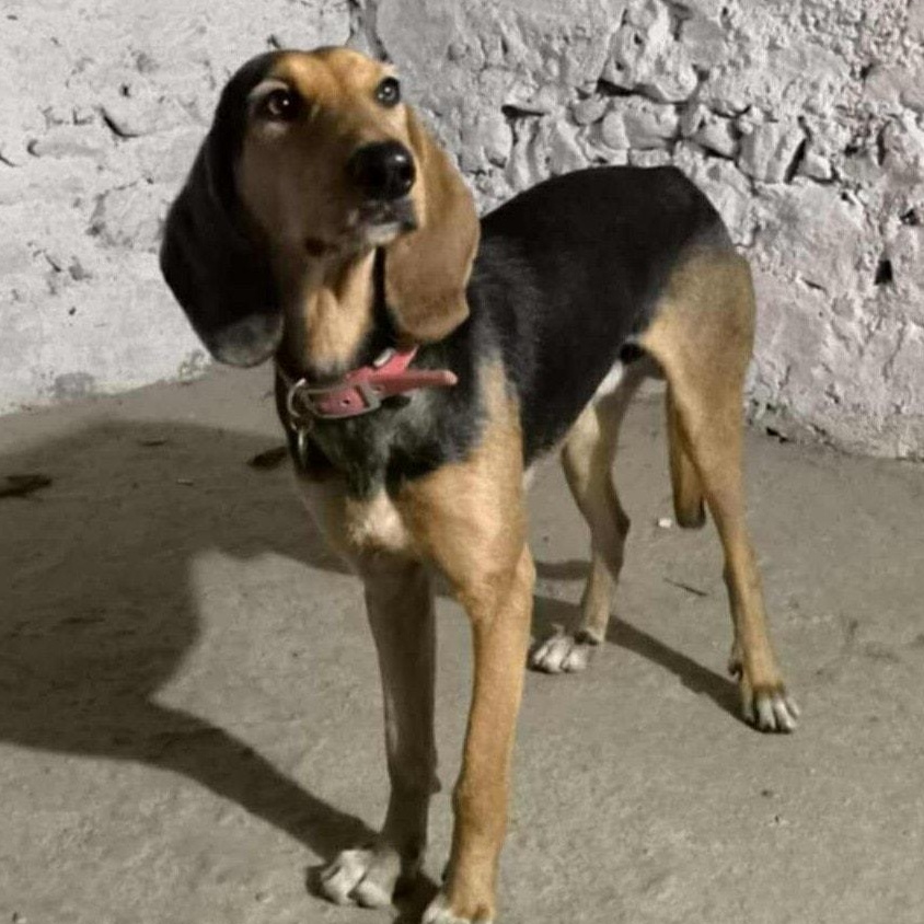 Enlarge Mario, a Adoptable mixed breed in Scarborough, ON image 5/5