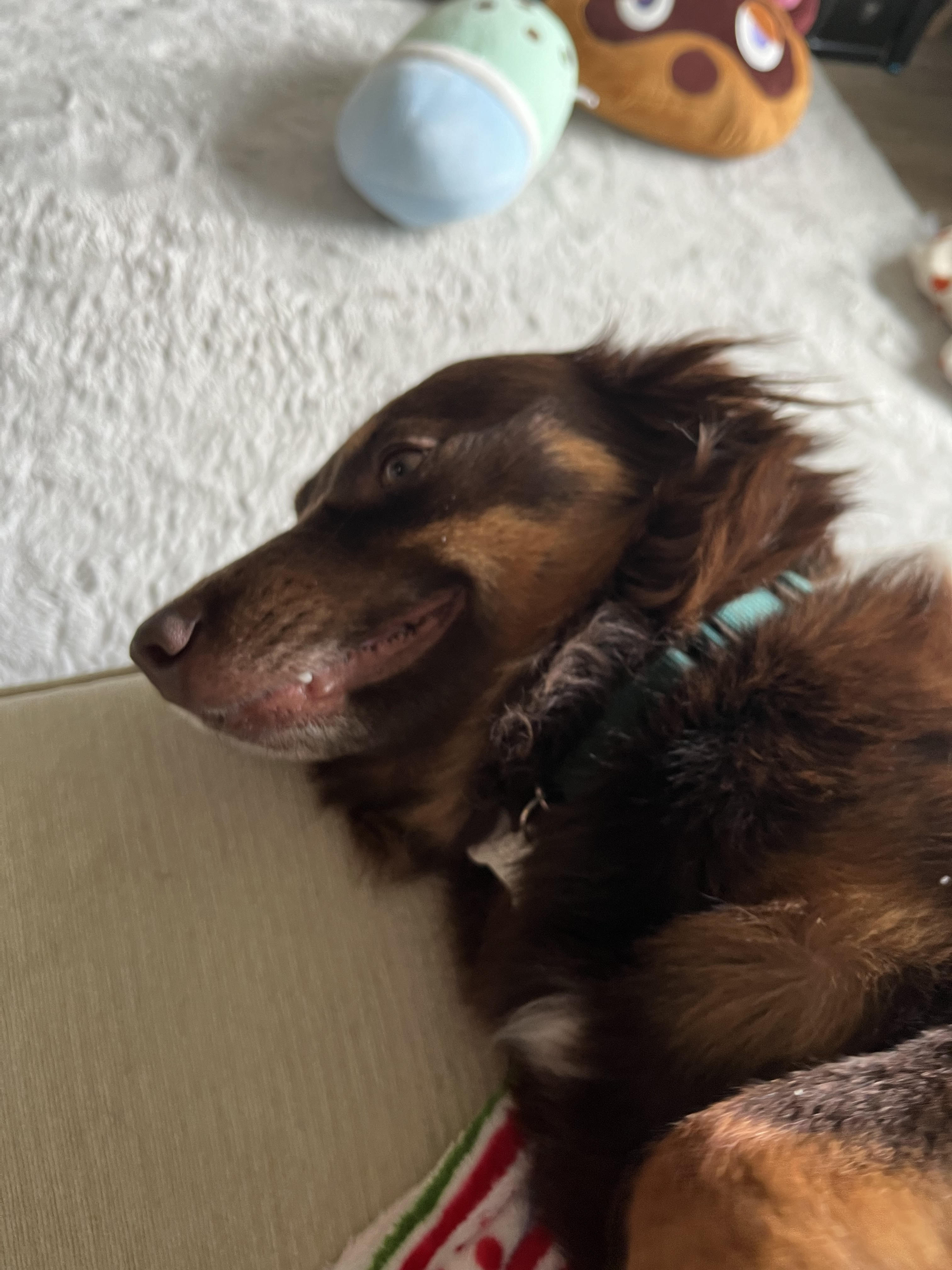 SADIE, a Adoptable mixed breed in Virginia Beach, VA image 2/5