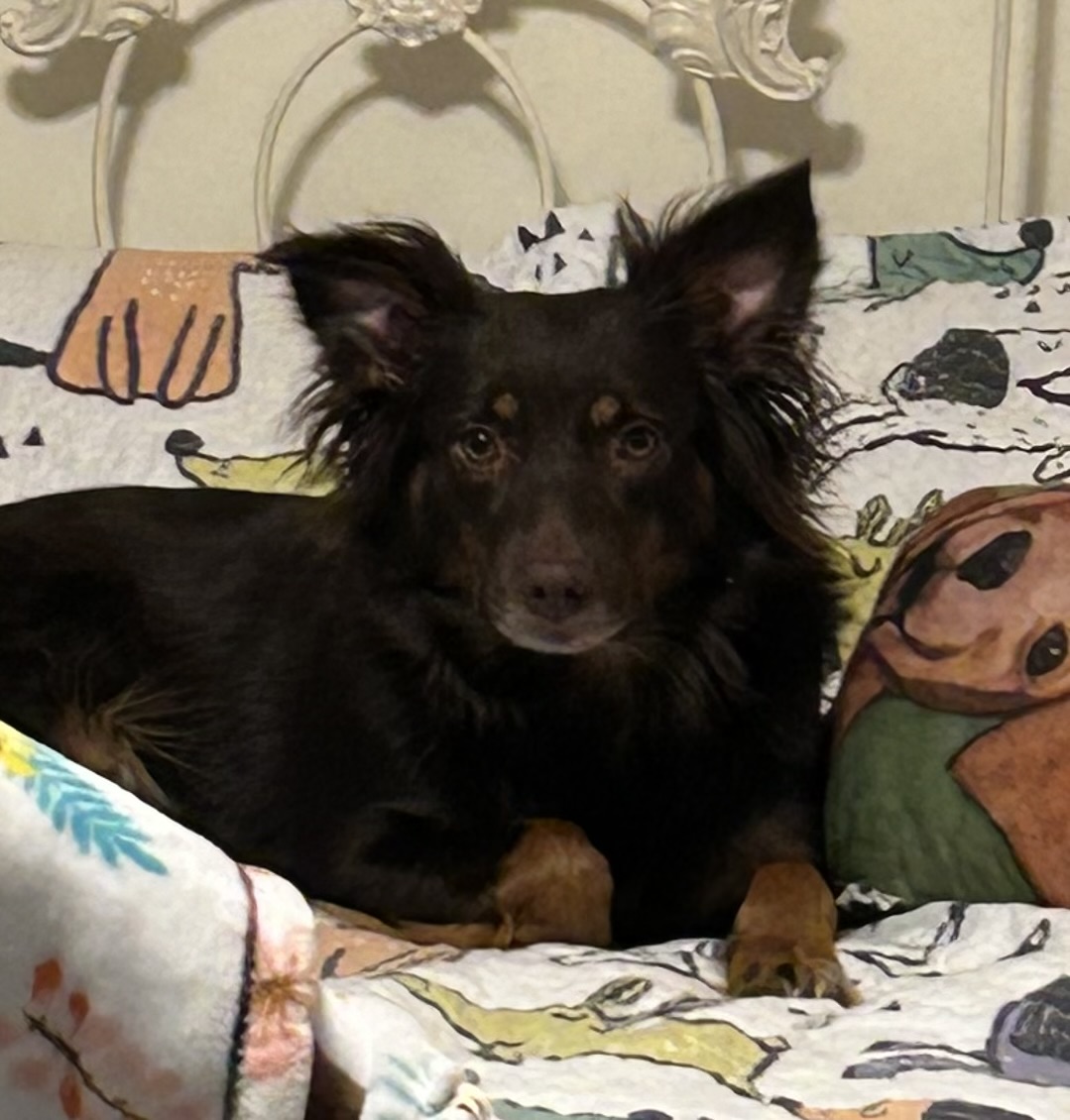 SADIE, a Adoptable mixed breed in Virginia Beach, VA image 1/5