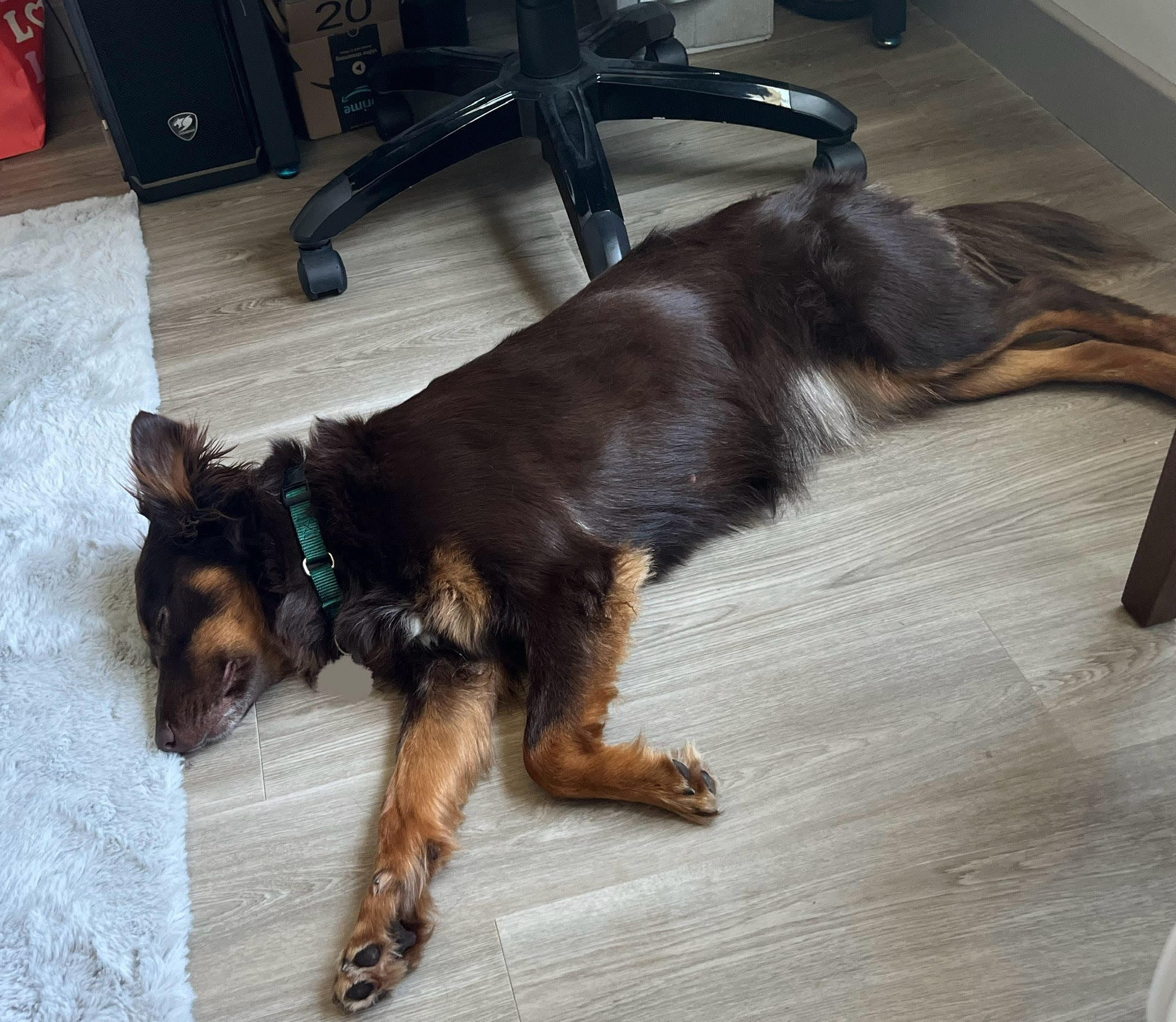 SADIE, a Adoptable mixed breed in Virginia Beach, VA image 3/5