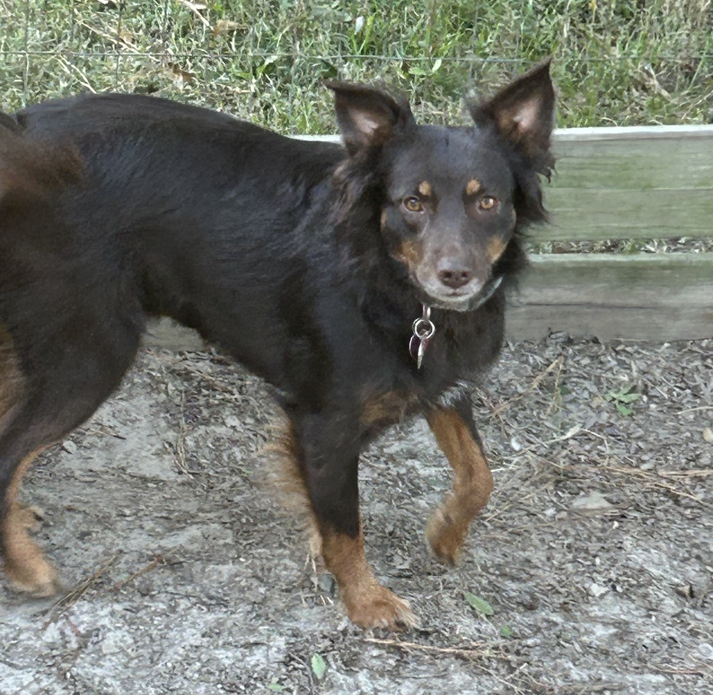 SADIE, a Adoptable mixed breed in Virginia Beach, VA image 4/5