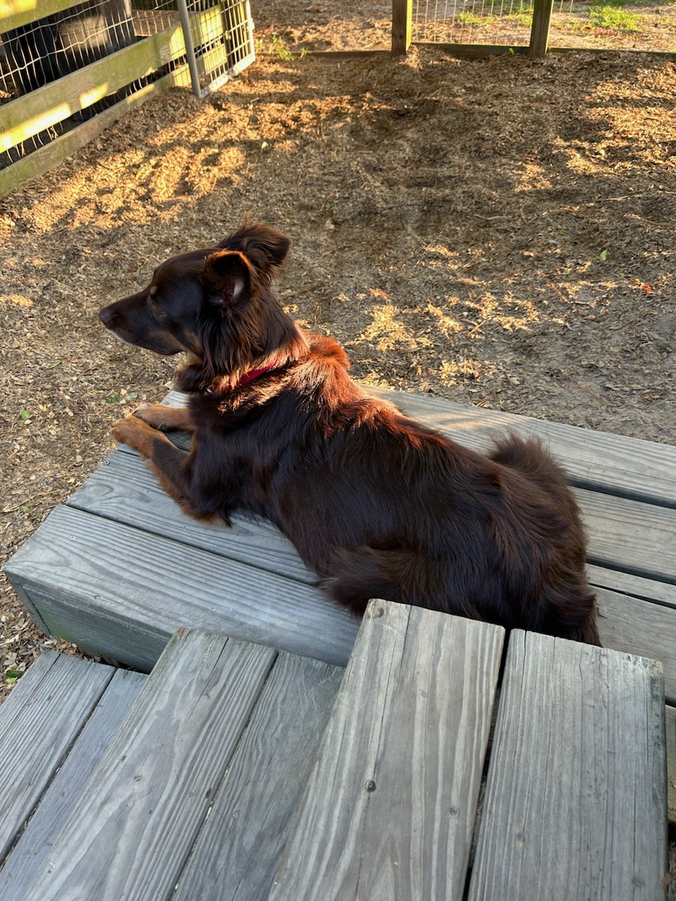 SADIE, a Adoptable mixed breed in Virginia Beach, VA image 5/5