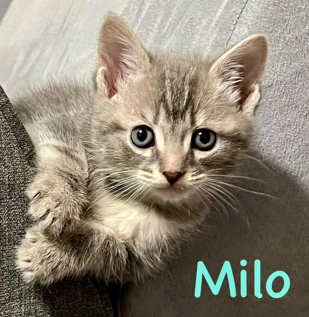 Enlarge Milo, a Adoptable mixed breed in Leonardtown, MD image 1/1