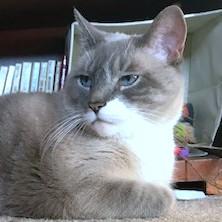 OUTSTANDING OLLIE - BEAUTIFUL BLUE POINT!