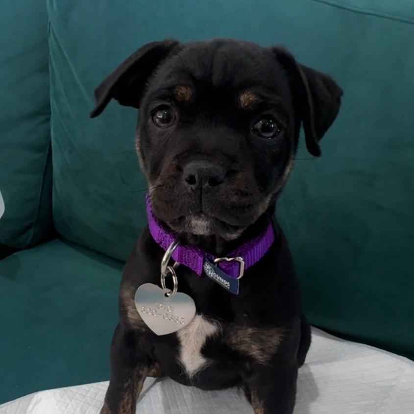 Sansa, Adoptable, Puppy Female Mixed Breed.