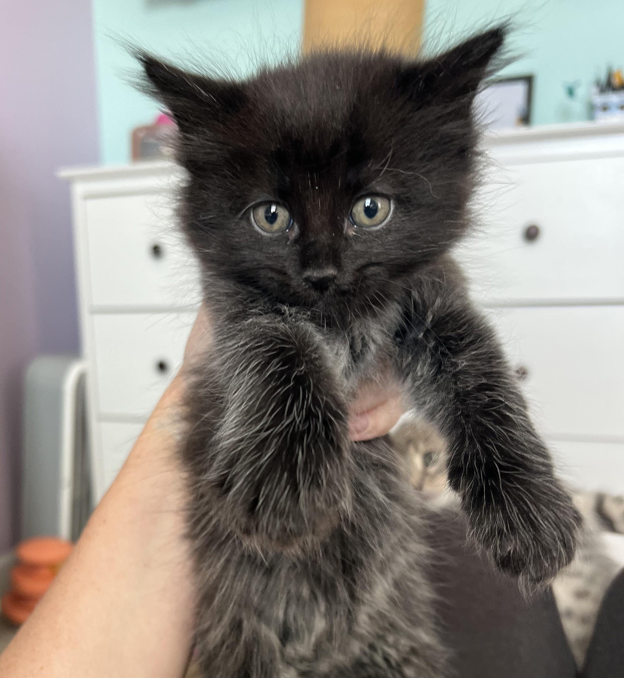 WYATT, ADOPTABLE, Young Male Domestic Medium Hair.