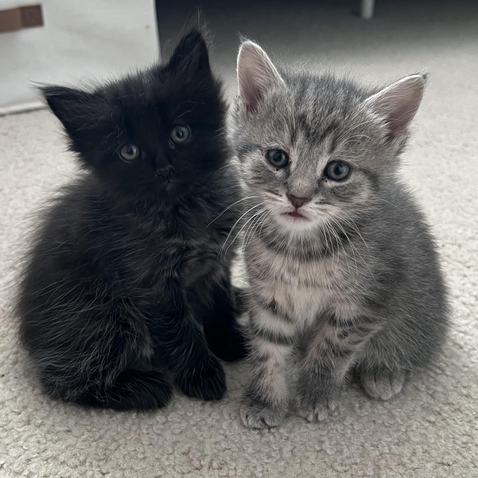 WYATT, a ADOPTABLE Domestic Medium Hair in KENTON, DE image 5/5