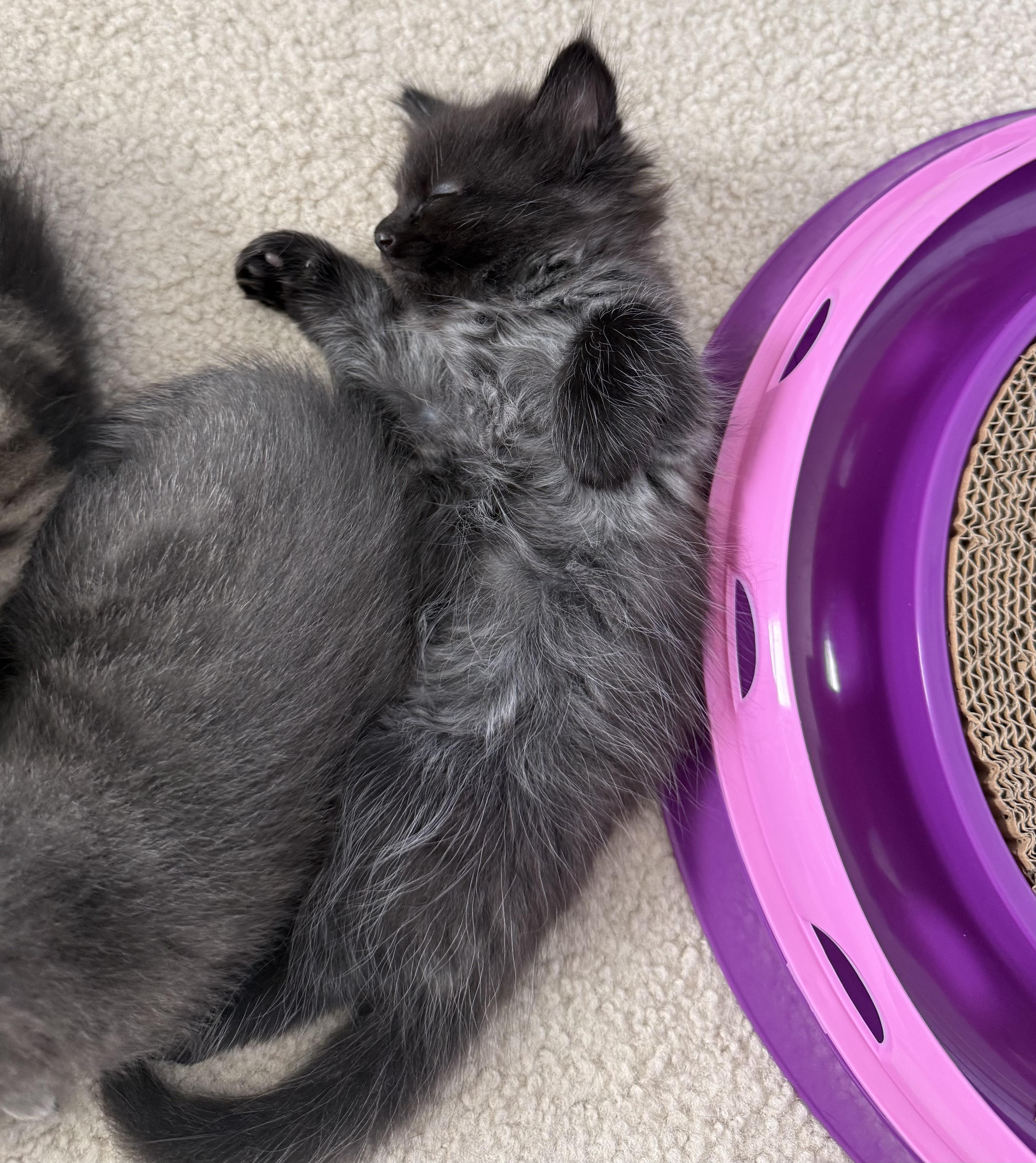WYATT, a ADOPTABLE Domestic Medium Hair in KENTON, DE image 2/5