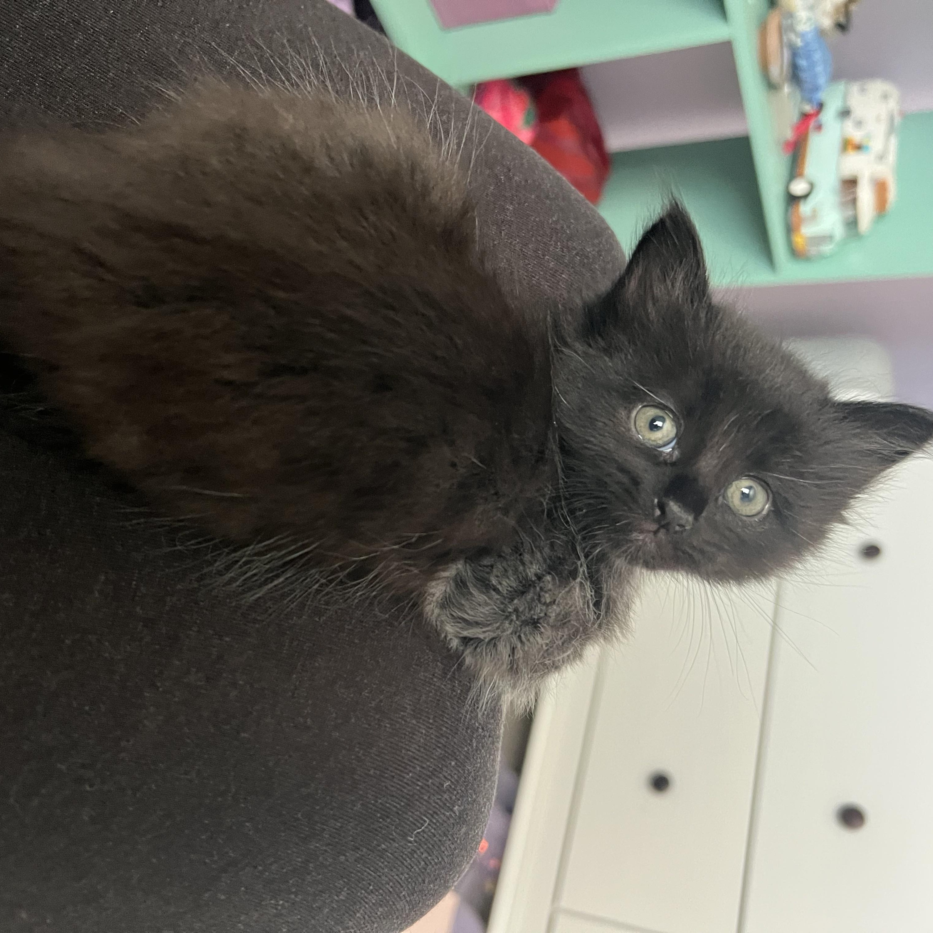 WYATT, a ADOPTABLE Domestic Medium Hair in KENTON, DE image 4/5