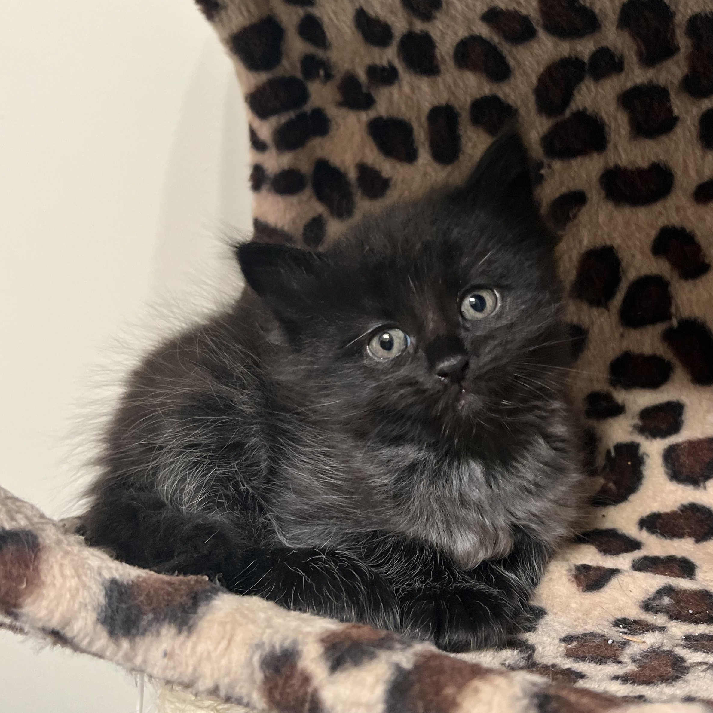 WYATT, a ADOPTABLE Domestic Medium Hair in KENTON, DE image 3/5