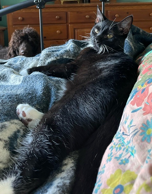 Tempi - Athens, GA, a Adoptable Domestic Short Hair in Athens, GA image 6/6