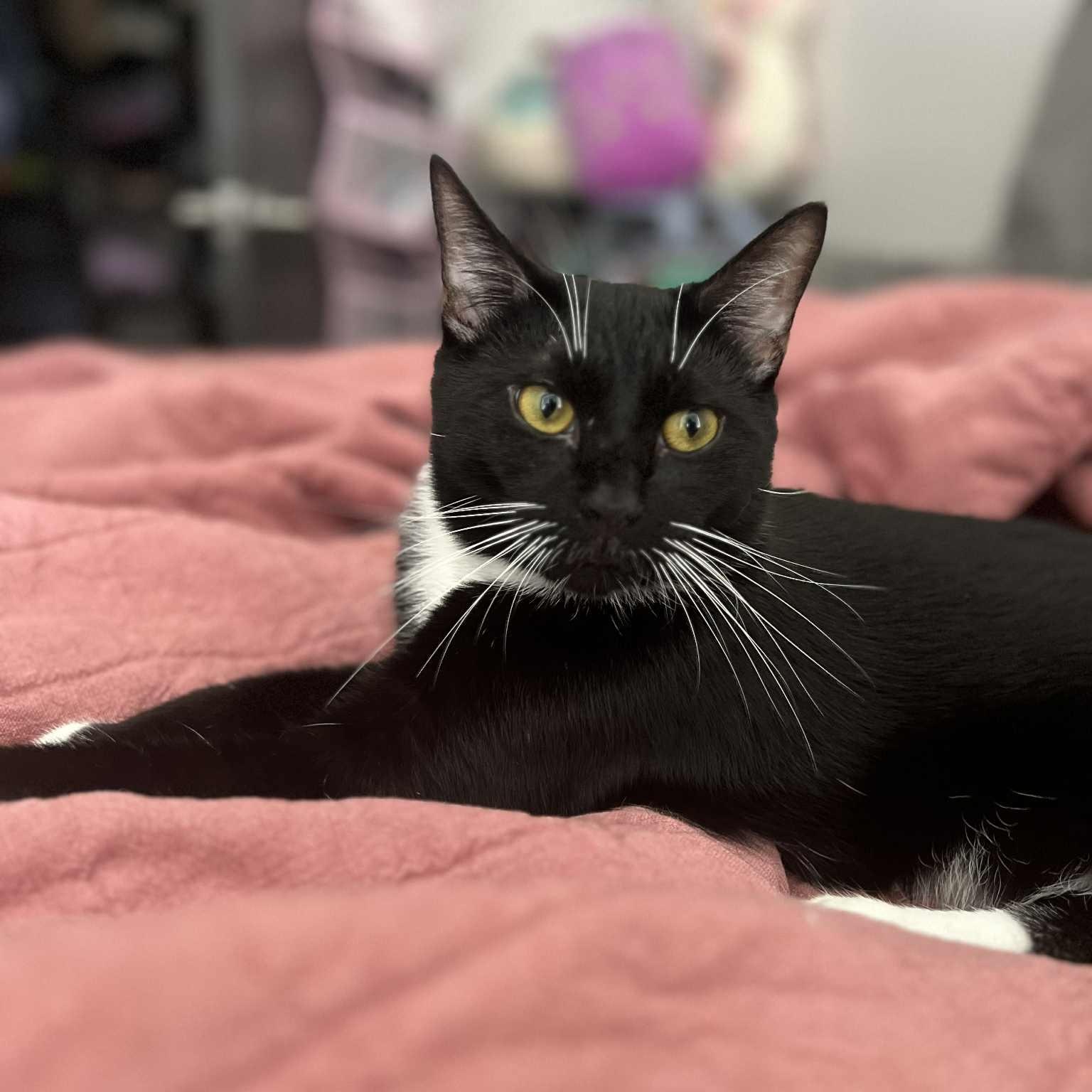 Tempi - Athens, GA, Adoptable, Young Male Domestic Short Hair.