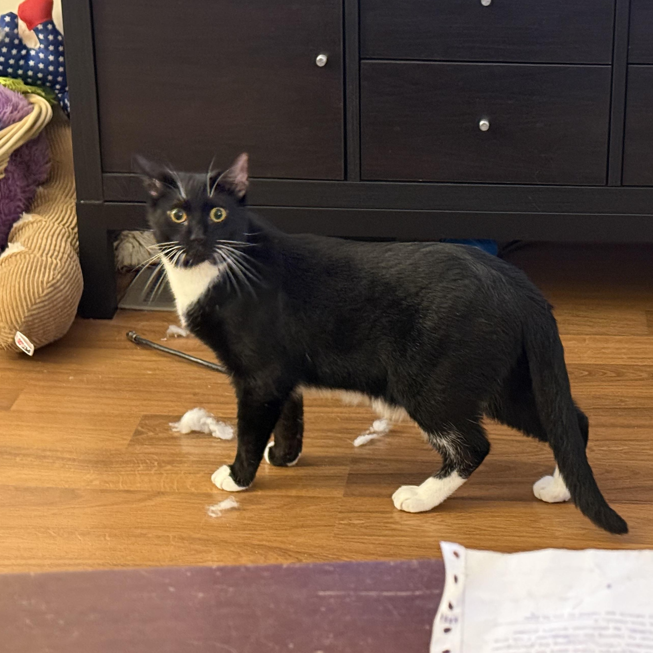 Tempi - Athens, GA, a Adoptable Domestic Short Hair in Athens, GA image 3/6