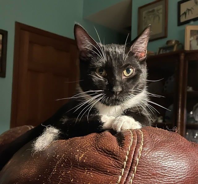 Tempi - Athens, GA, a Adoptable Domestic Short Hair in Athens, GA image 4/6