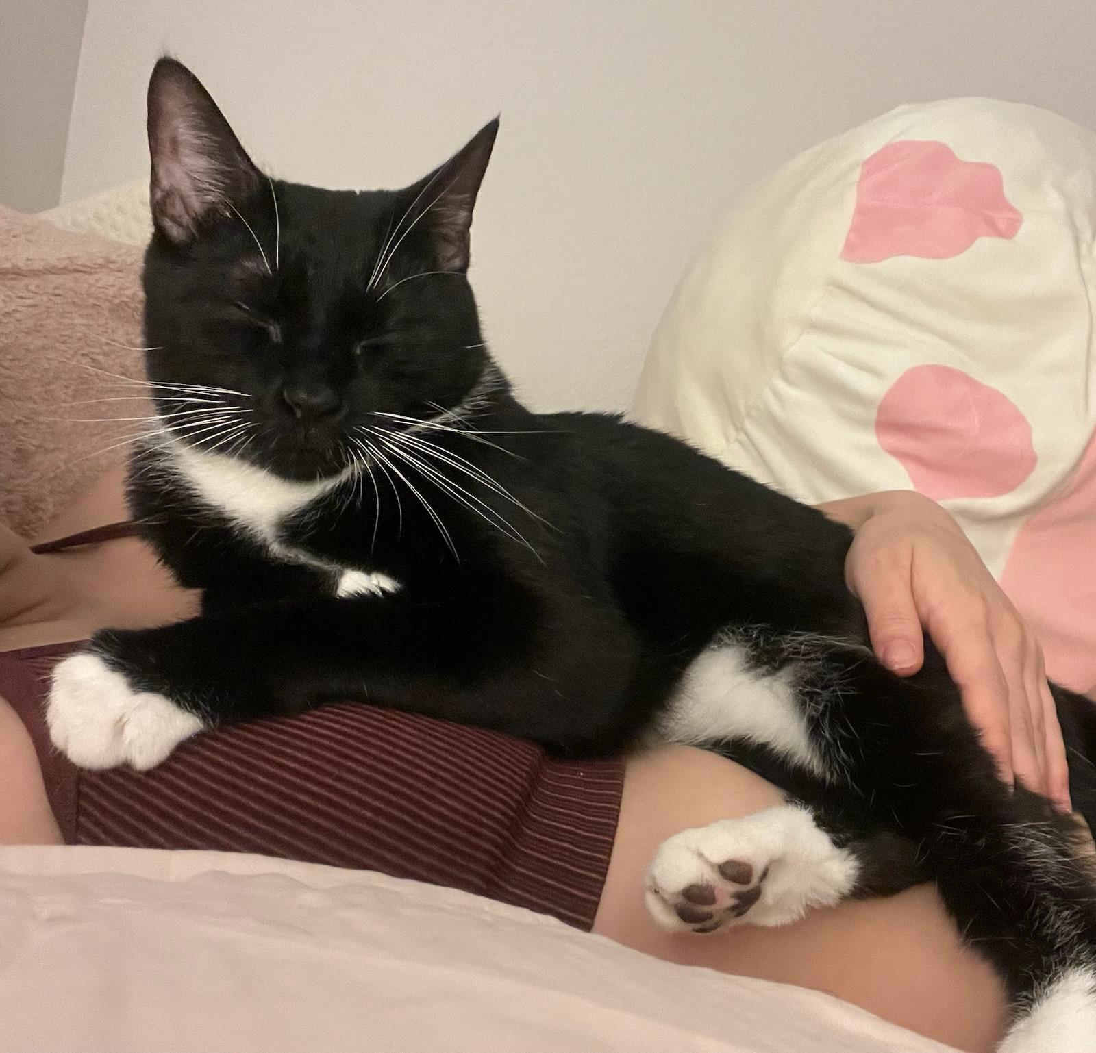 Tempi - Athens, GA, a Adoptable Domestic Short Hair in Athens, GA image 2/6