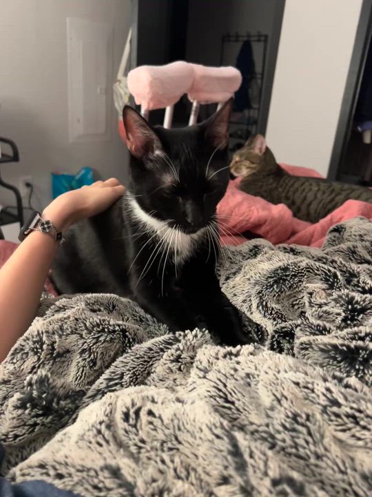 Enlarge Tempi - Athens, GA, a Adoptable Domestic Short Hair in Athens, GA video 5/6