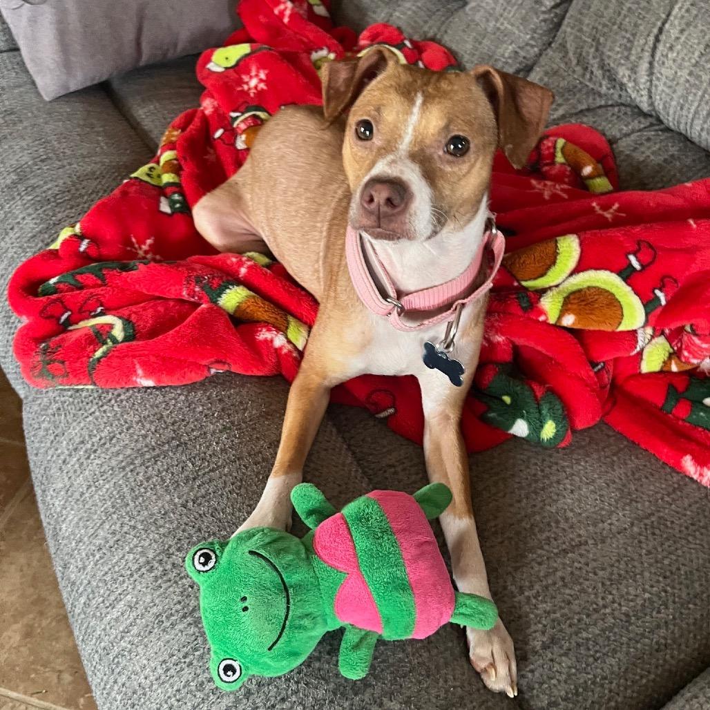 Enlarge Panola, a ADOPTABLE mixed breed in Kansas City, KS image 1/1