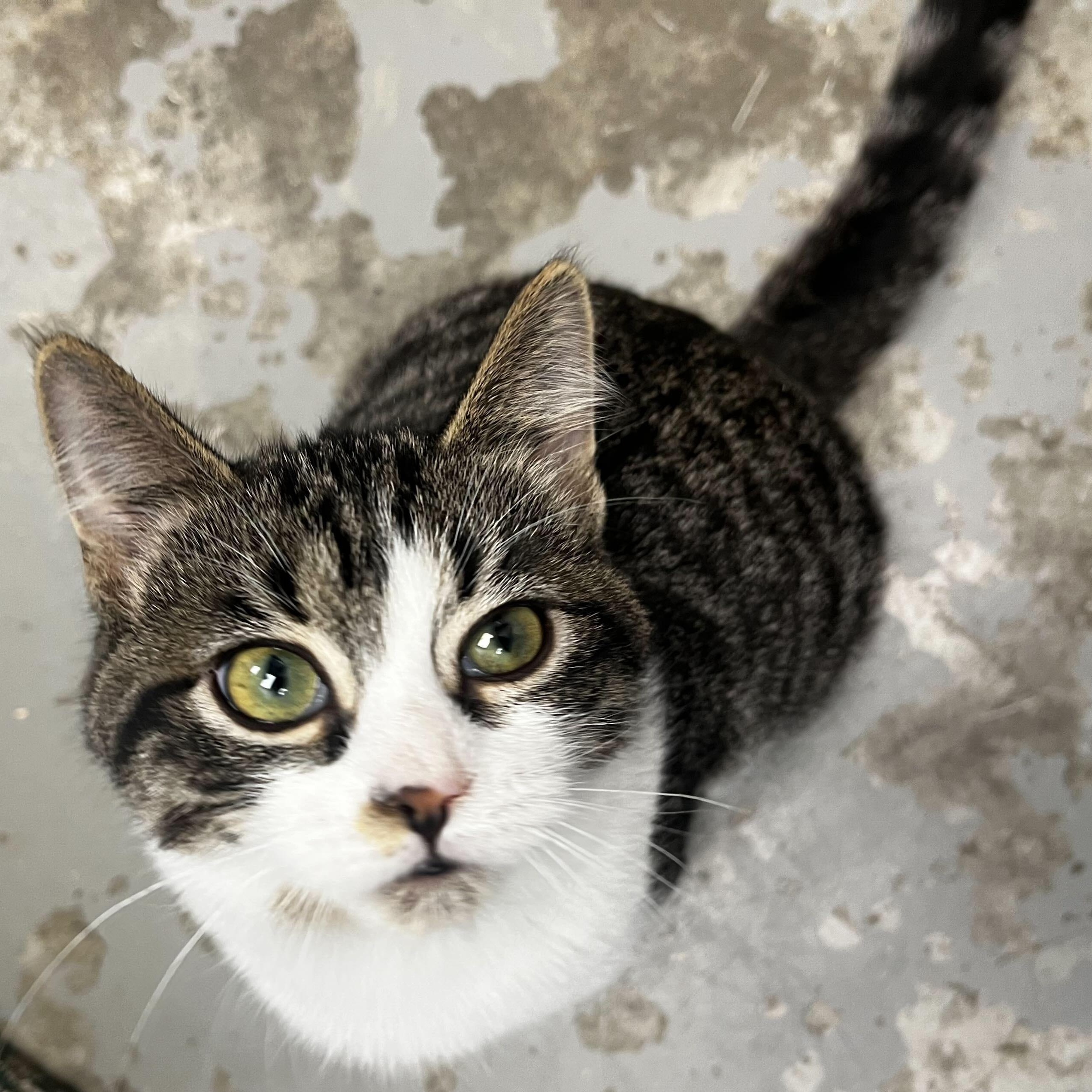 Enlarge Ducky, a Adopted Domestic Short Hair in Brooks, AB image 2/5