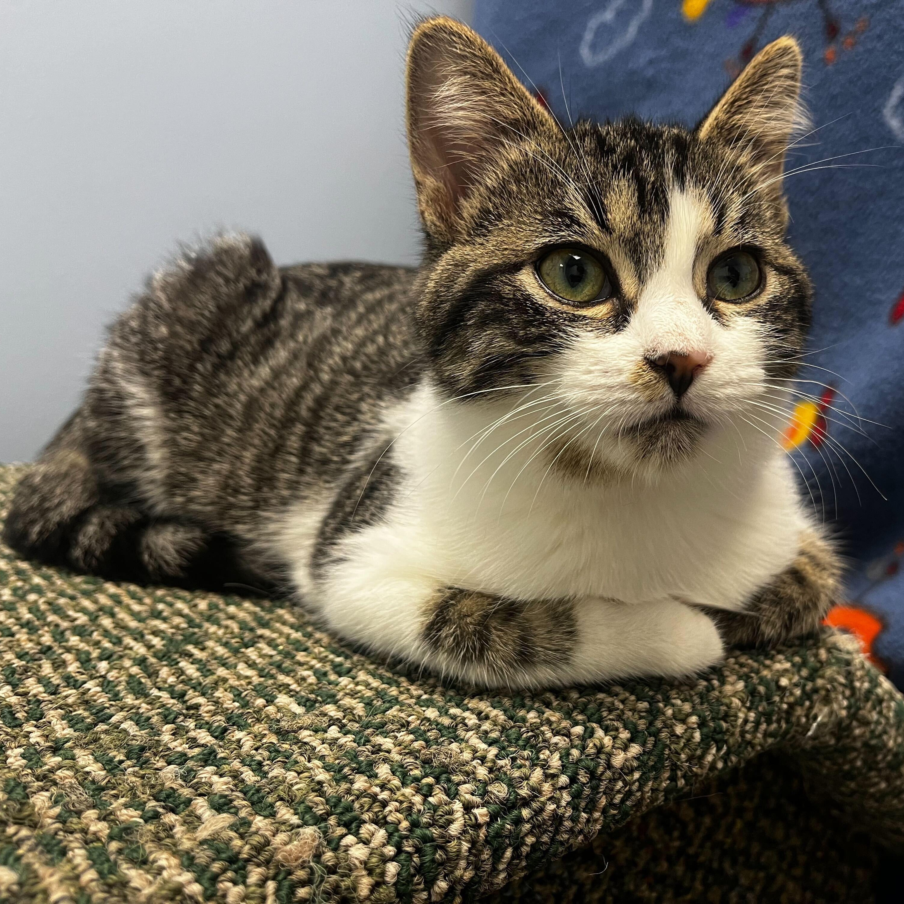 Enlarge Ducky, a Adopted Domestic Short Hair in Brooks, AB image 4/5