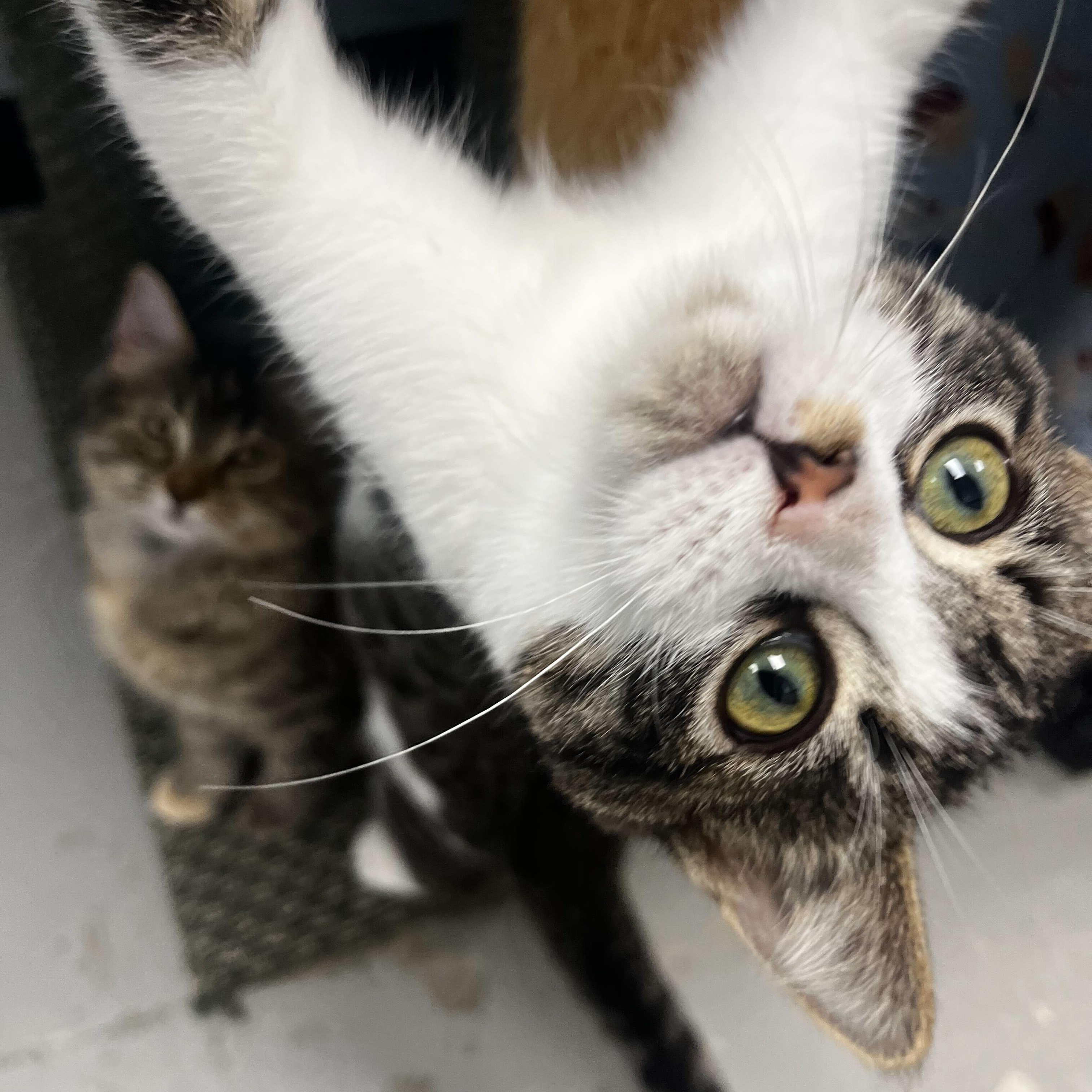 Enlarge Ducky, a Adopted Domestic Short Hair in Brooks, AB image 3/5