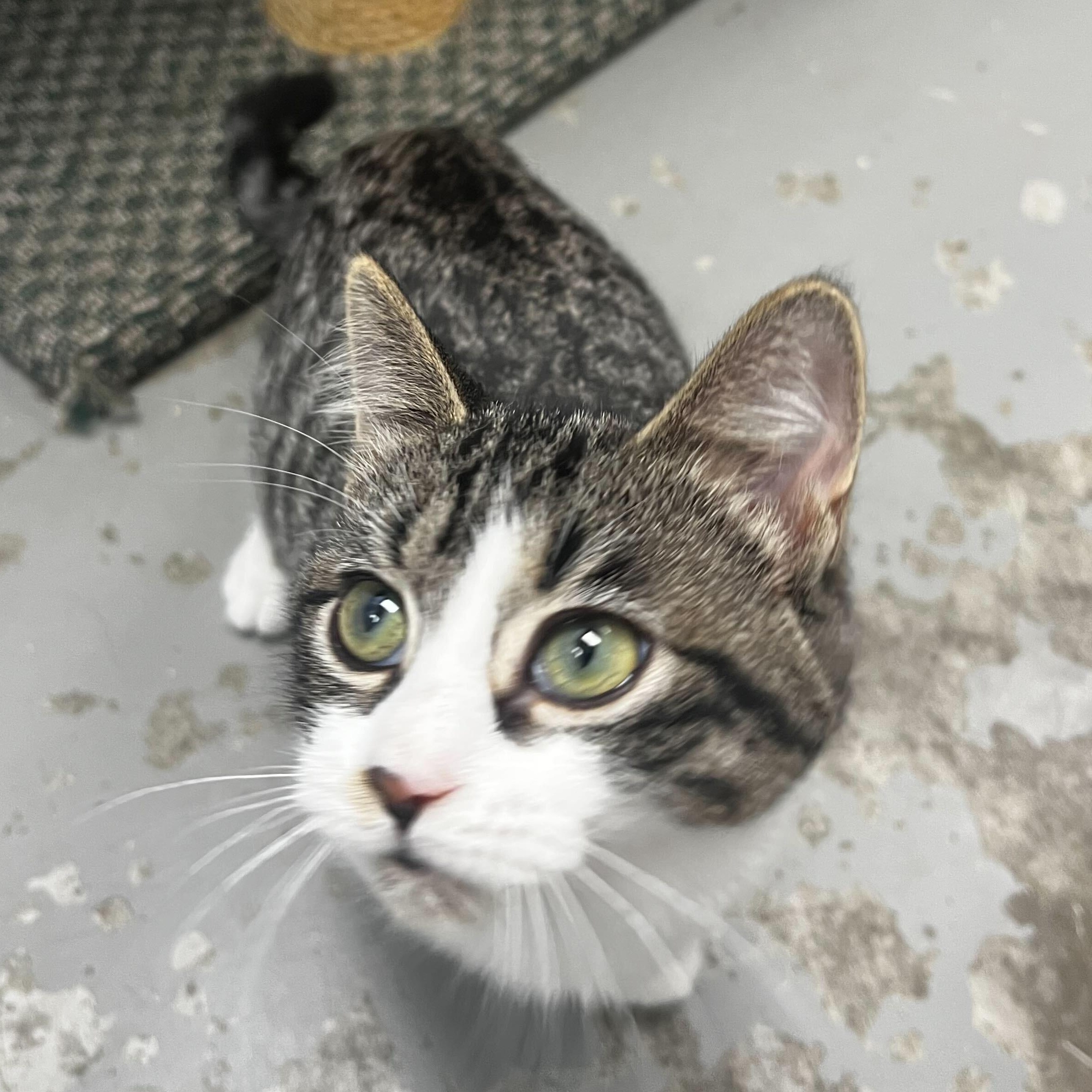 Enlarge Ducky, a Adopted Domestic Short Hair in Brooks, AB image 5/5