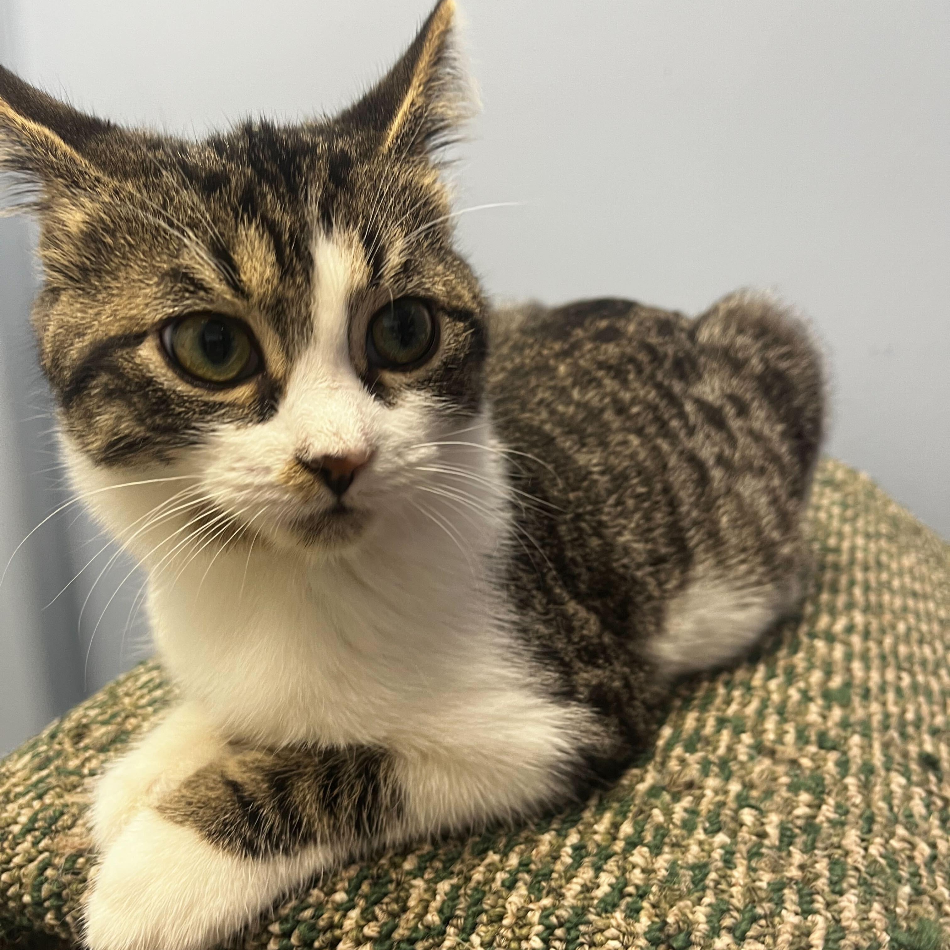 Enlarge Ducky, a Adopted Domestic Short Hair in Brooks, AB image 1/5