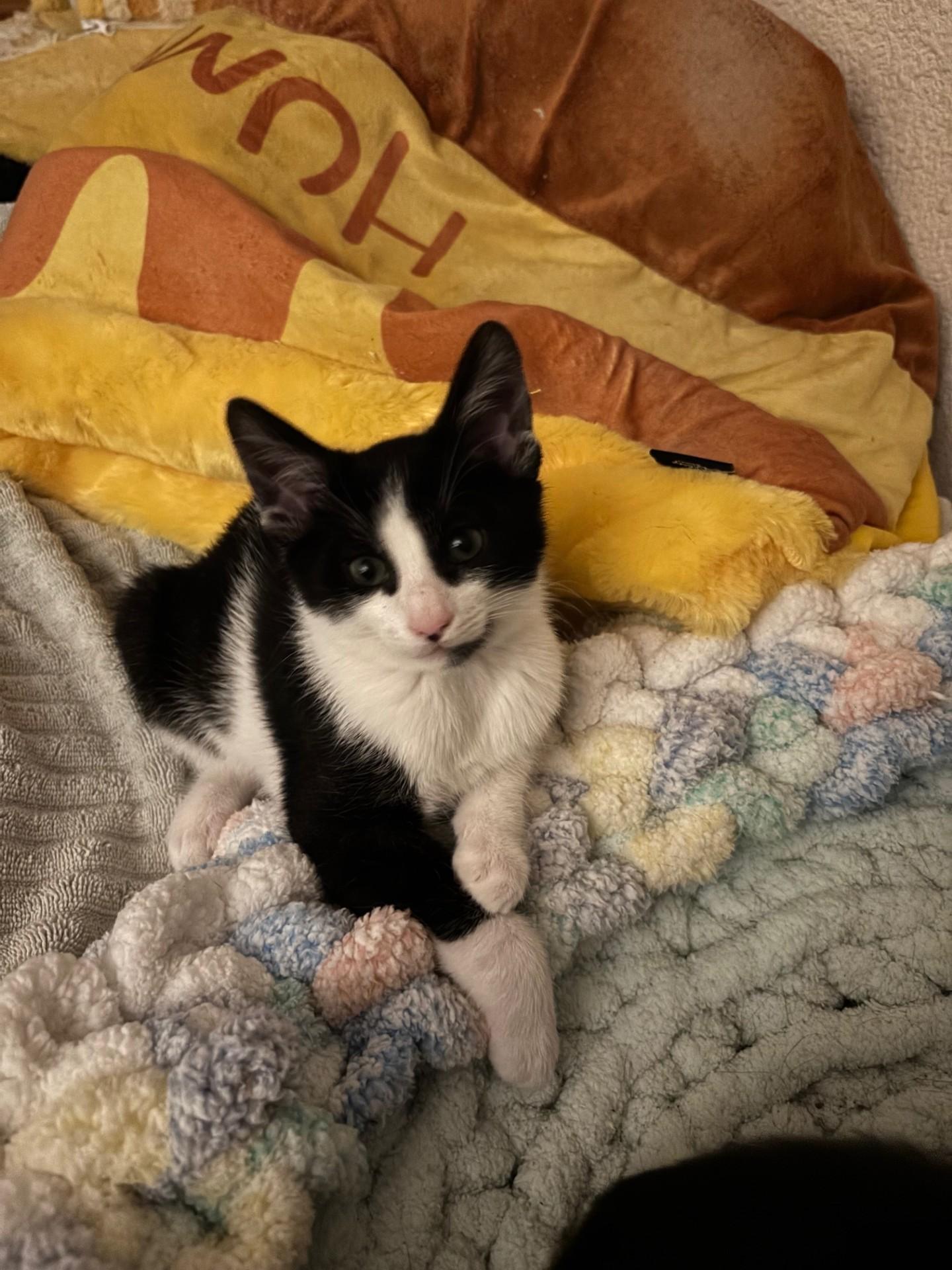 Oreo
