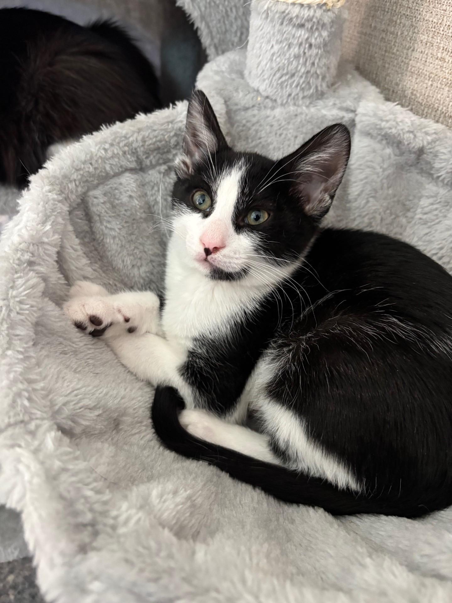 Oreo