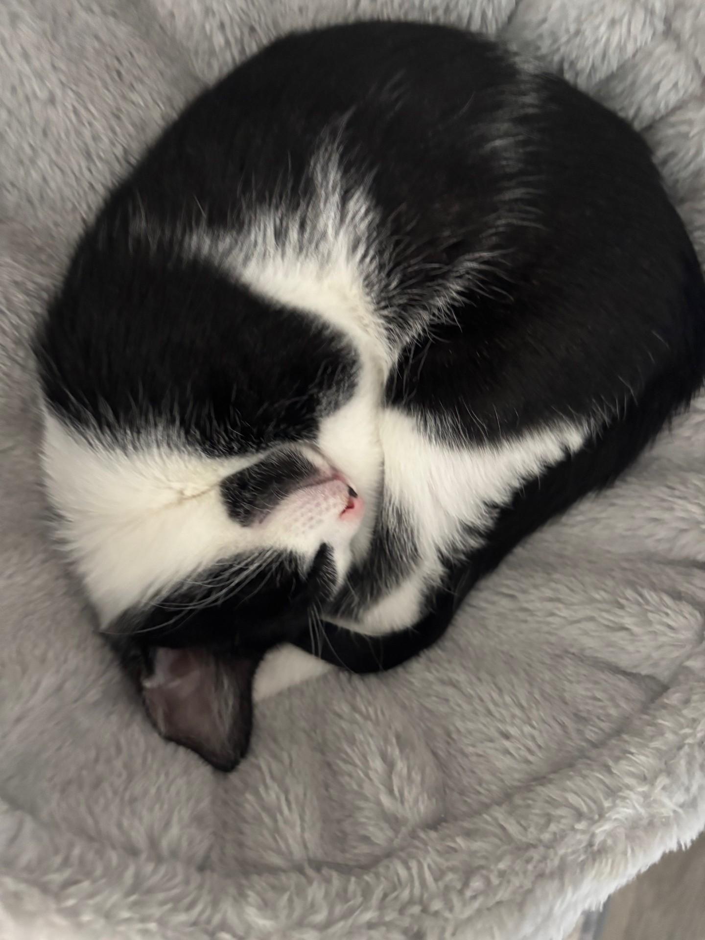 Oreo